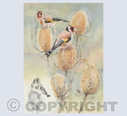 Goldfinches and Teasels