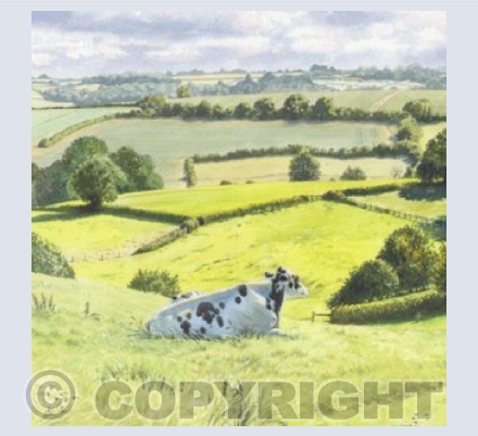 Summer Meadows