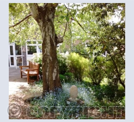 Evolving Leaf by Briony Lawson