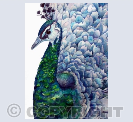 Peacock