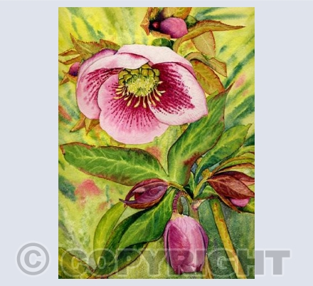 Hellebore