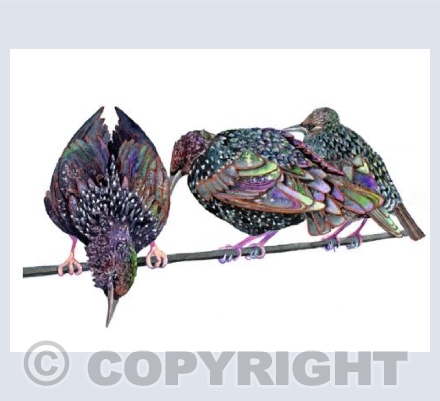 Starlings