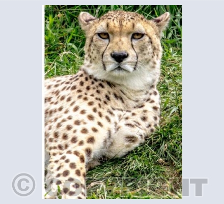 Cheetah