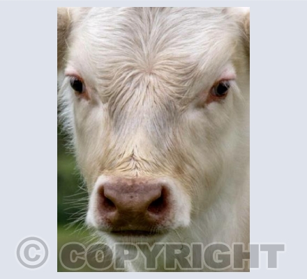 White cow
