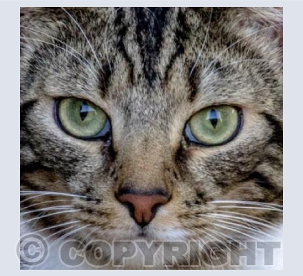 Cat Face