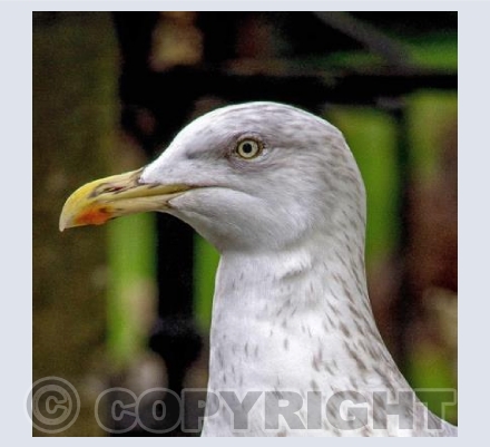 Sam the Seagull