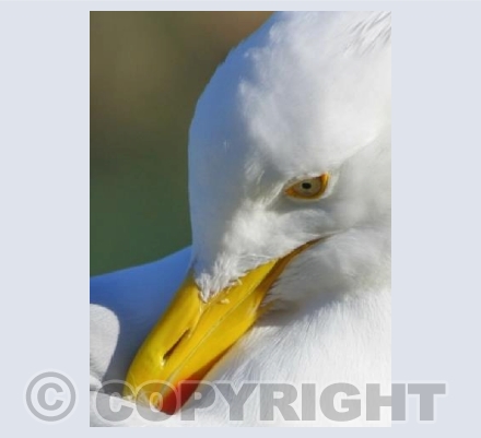 Preening