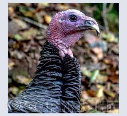 Turkey 2 