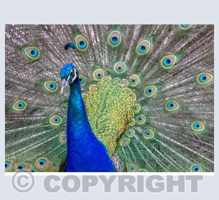 Peacock