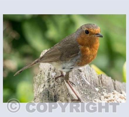 Robin