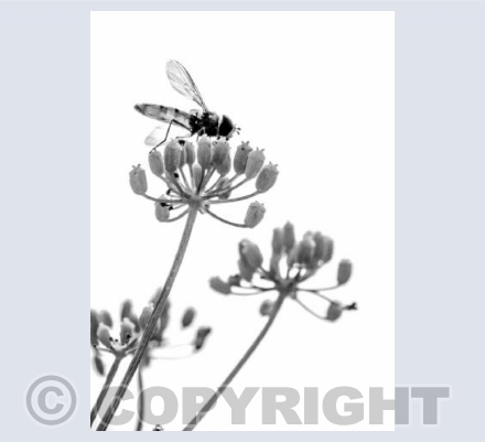 Arty Hoverfly