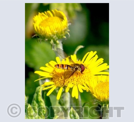 Bright Hoverfly