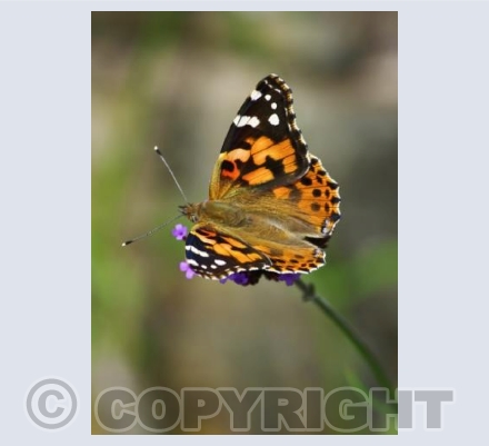 Painted Lady 2