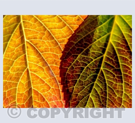 Leaf 1