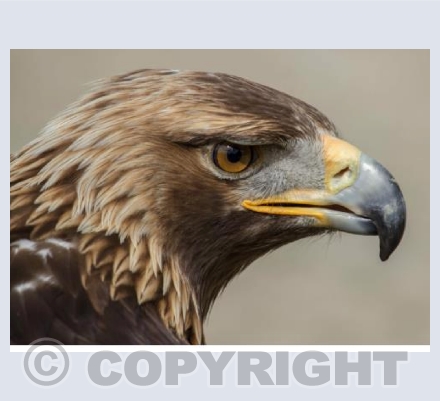 Golden Eagle