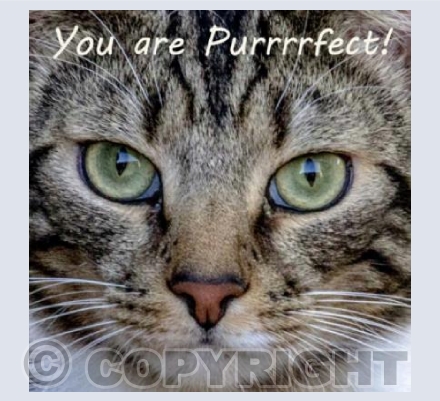 Purrrrfect