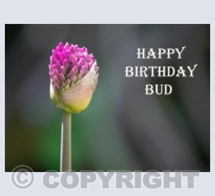 Bud