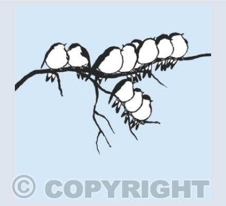 Swifts