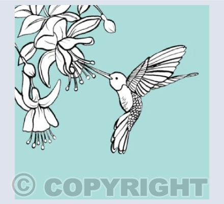Hummingbird