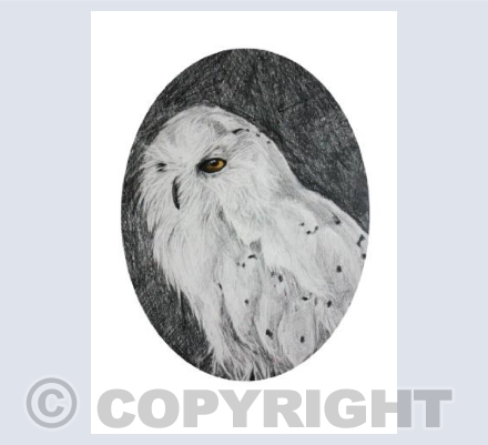'Snowy Owl' 