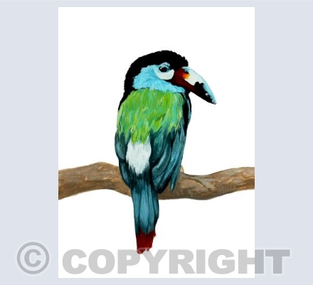 Toucan