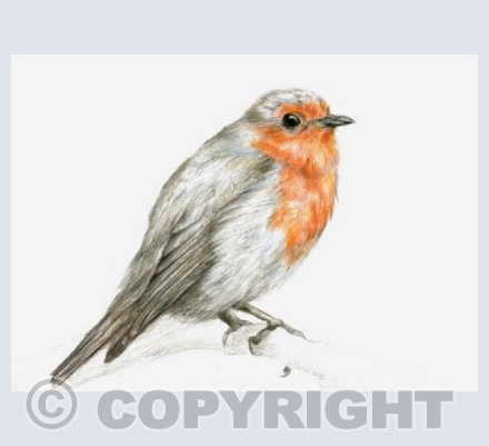 'Little Robin'