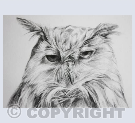 'Eagle Owl' 