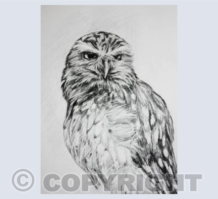 'Rescued Owl'