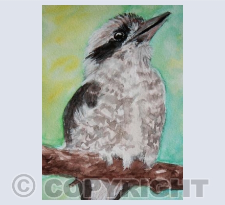 Kookaburra