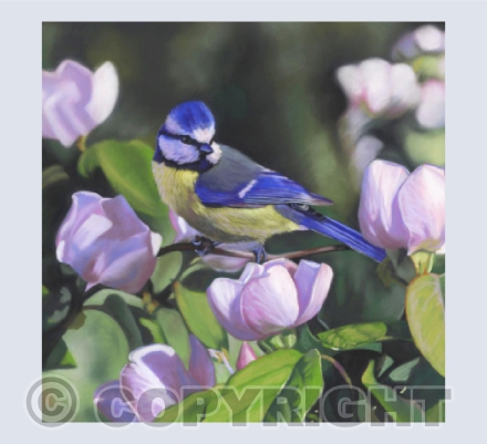 Blue Tit