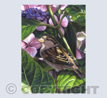 Sparrow