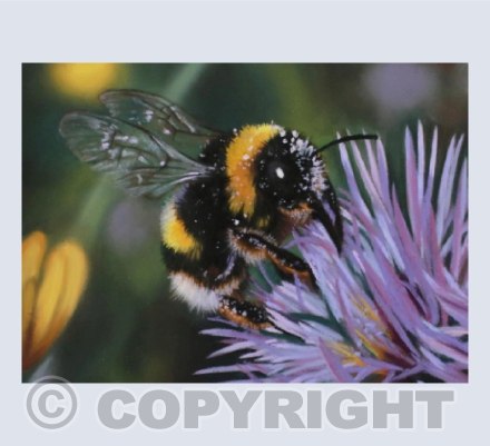 Bumblebee