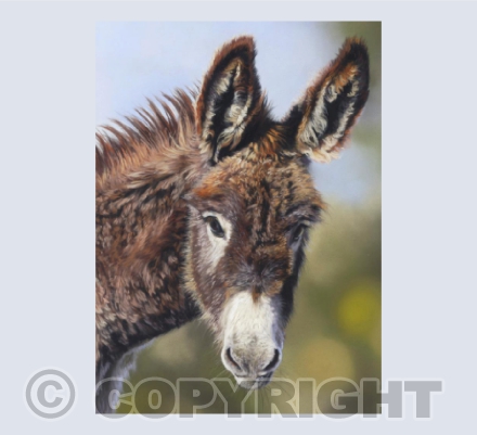 Donkey