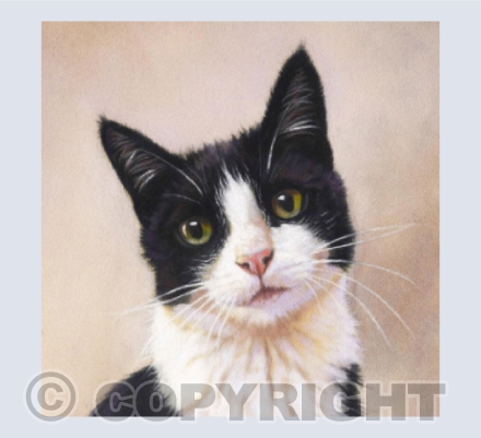 Tuxedo Cat