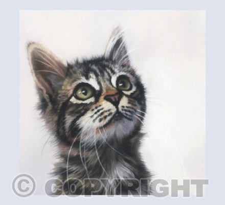 Kitten