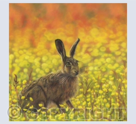 Basking in Buttercups