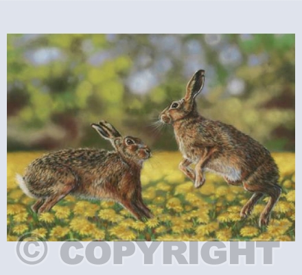 Boxing in Dandelions