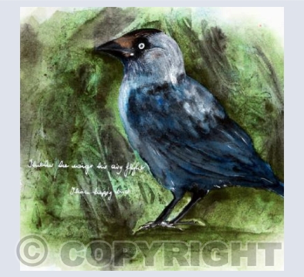 Card Jackdaw