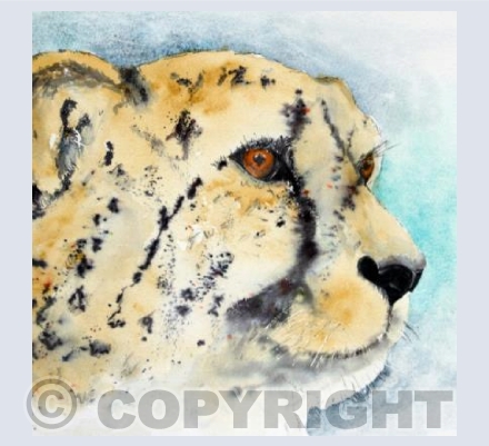 Cheetah