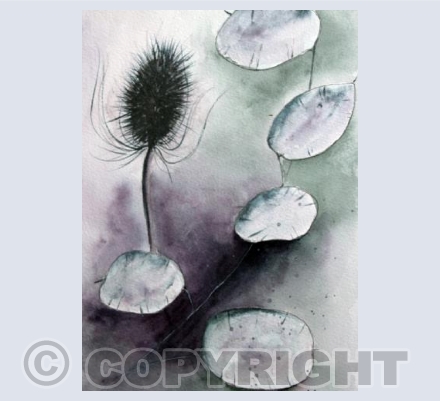 Honesty and Teasel
