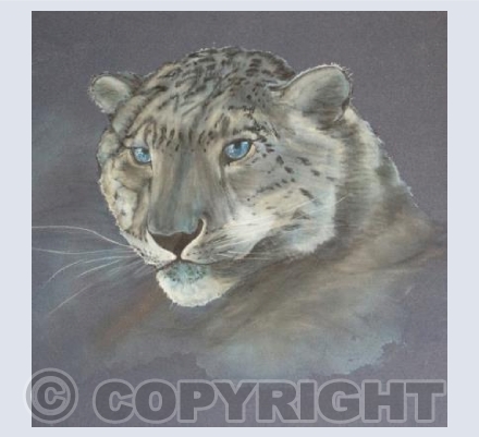 Snow Leopard