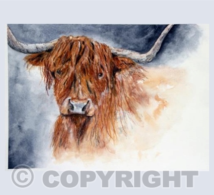  Highland Cow
