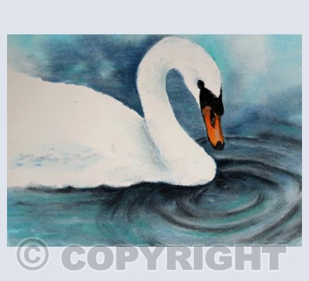 Swan and ripple