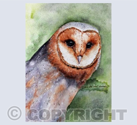 Barn Owl