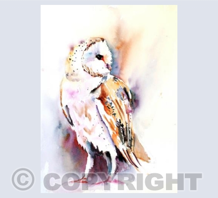 Barn Owl