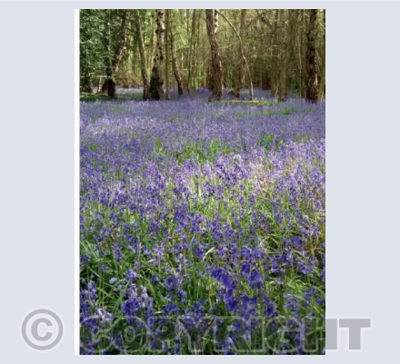 Woodland surprise