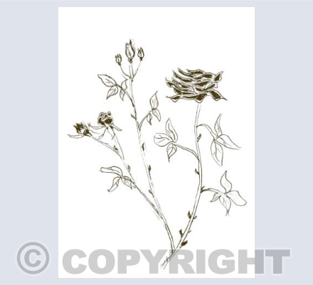 'Rose Sketch'