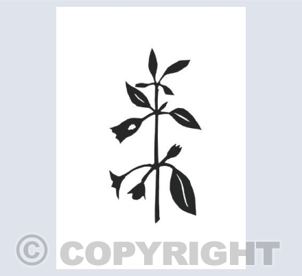 Atropa Belladonna