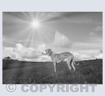 Blue Whippet (Landscape)