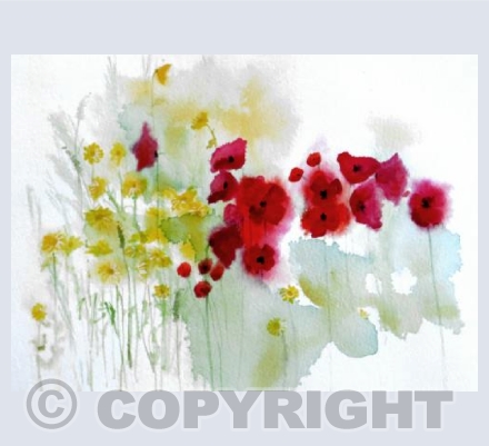 Poppies & Daisies